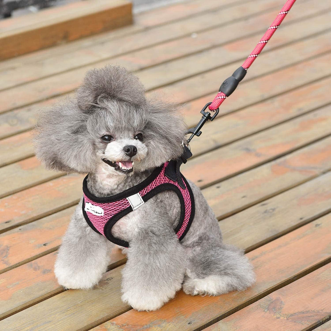 Reflective Harness & Dog Leash