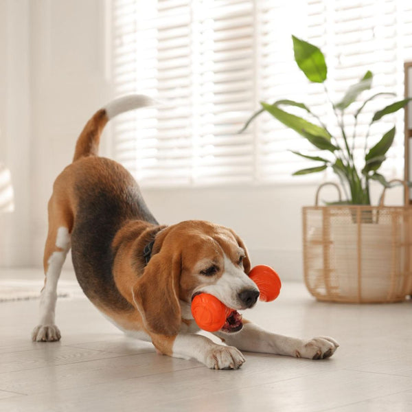 Energetic beagle chewing orange rubber toy on floor