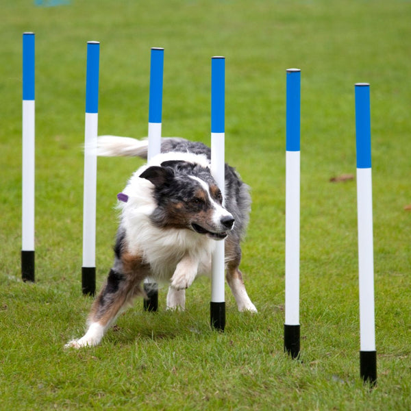 Australian shepherd weaving through blue white agility poles