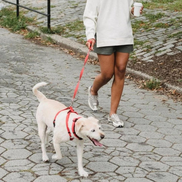Person walking golden dog on red leash in park