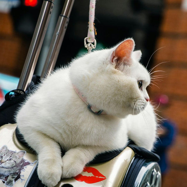 Fluffy white cat resting on a pet travel carrier