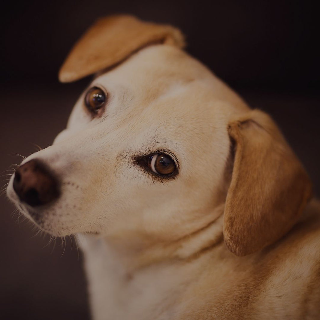Close-up of a dog with a brown and white coat on a dark background