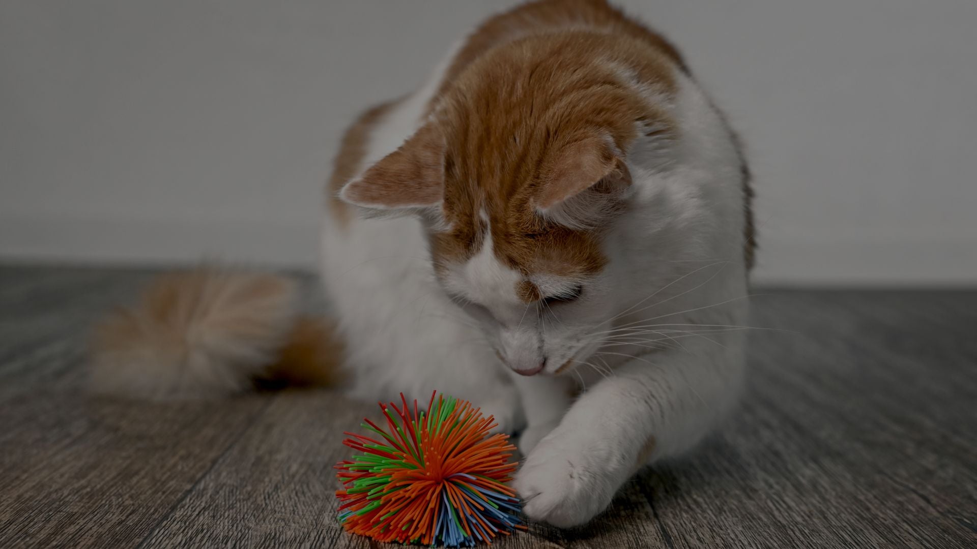 Cat playing with a colorful ball on a wooden floor
