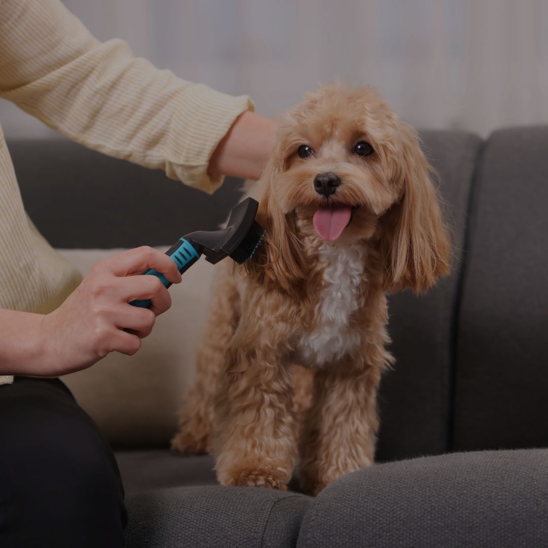 Person grooming a small brown dog on a couch