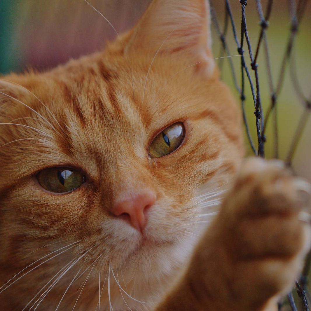 Close-up of an orange cat with green eyes, looking through a mesh fence.