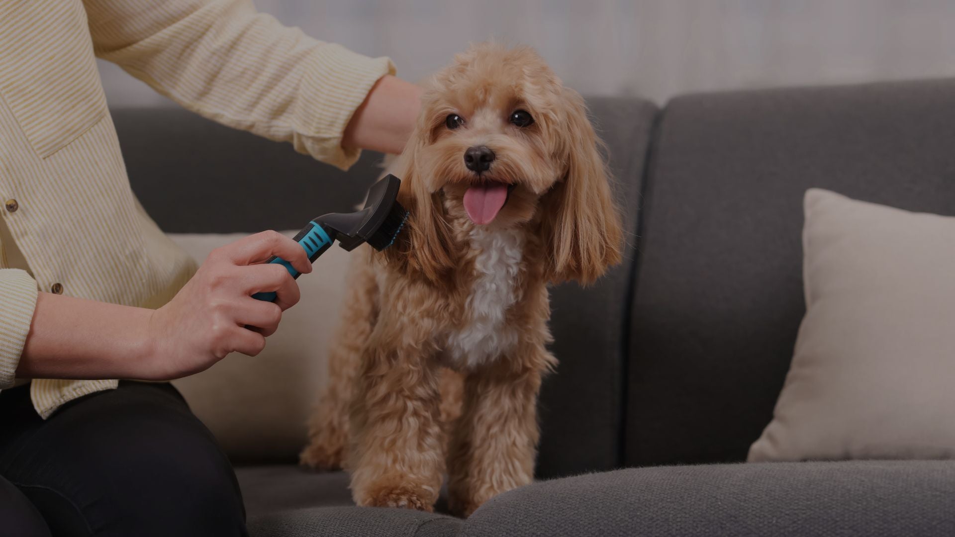 Person grooming a small brown dog on a couch