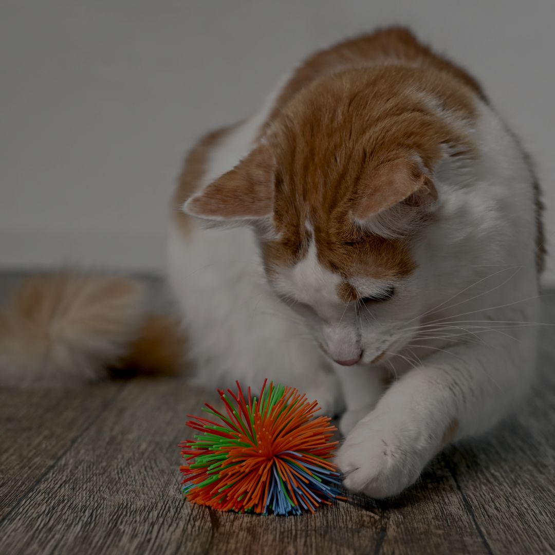 Cat playing with a colorful spiky ball on a wooden floor.