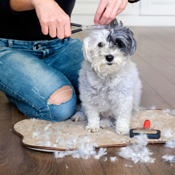 Person grooming a small dog on a wooden floor with grooming tools and shedded fur.